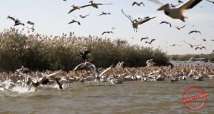 Journée mondiale du Dénombrement international des oiseaux d’eau : Le Sénégal mobilisé au parc national de Djoudj pour valoriser son potentiel insuffisamment exploité
