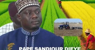 Riziculture sénégalaise : Pape Sandiour Diéye prend les rênes du CIRIZ